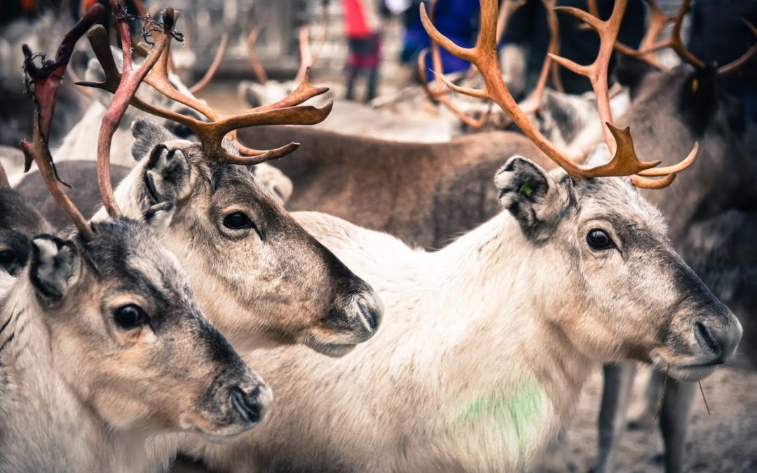 Photo: Jonna Saari