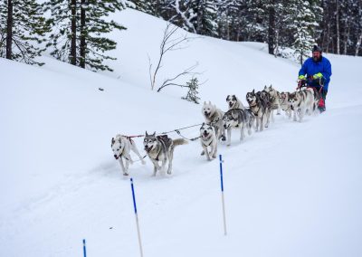 Koiravaljakkoajelut